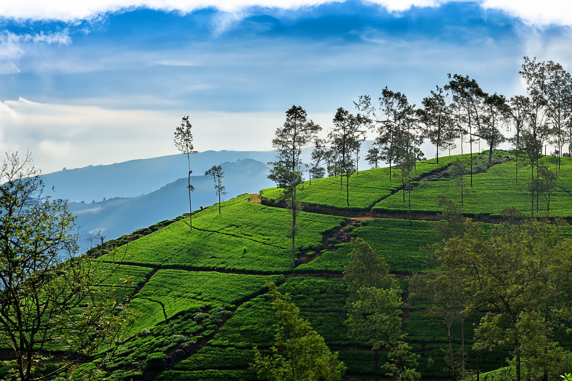 Day 7 - Nuwara Eliya